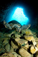 Hawksbill Turtle