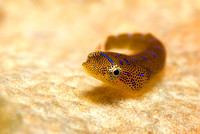 Eastern Cleaner Clingfish