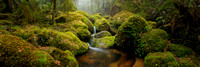 Glenbog State Forest
