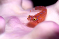 Eastern Cleaner Clingfish