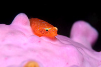 Eastern Cleaner Clingfish