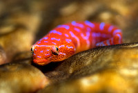 Eastern Cleaner Clingfish