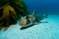 Port Jackson Shark