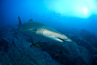 Grey Nurse Shark