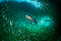 Grey Nurse Shark