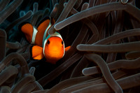 False Clown Anemonefish