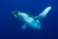 Humpback Whale Calf