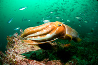 Giant Cuttlefish (Sepia Apama)